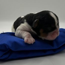 Enchanting Charlies Misunderstood Greed - Black white and tan female English Toy Spaniel puppy in Pennsylvania from Enchanting Charlies