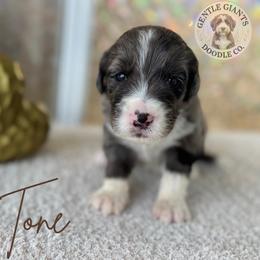Two-Tone - Blue merle male Bernedoodle puppy in Fort Pierce, Florida from Gentle Giants Doodle Co.