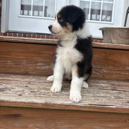 Lollipop - Black tri-color female Australian Shepherd puppy in Denton, North Carolina from Double R Farm Aussies