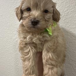 Aspen - Apricot male Maltipoo puppy in Apple Valley, California from Boujeepups