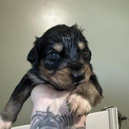 Seal - Black tri-color female Australian Shepherd puppy in London, Kentucky from Kenmont Kennels