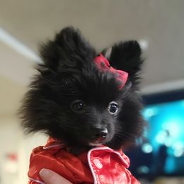 Pomeranian Puppies from Raveno Poms