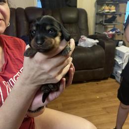 Dachshund Puppies from Alicia's mini dachshund