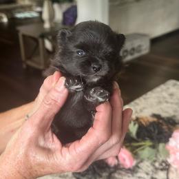 Wren - Black female Pomeranian puppy in Lyons, Georgia from Its a Poms Life Kennel