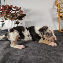 Duke NALC - Blue merle male Catahoula Leopard Dog puppy in Doerun, Georgia from Twig & Tail Puppies