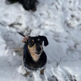 Leon - Dachshund