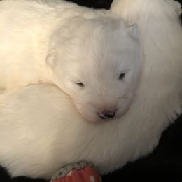 "precious babies" Samoyed Puppies from Bluegrass Samoyeds