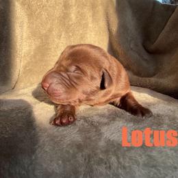 Lotus - Chocolate female Labrador Retriever puppy in Lucasville, Ohio from Backwoods Labradors