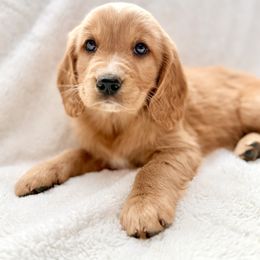 Companion Cross Puppies from Happy Tails Mini Goldens