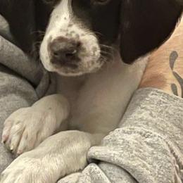German Shorthaired Pointers from Foot Hunter Kennel