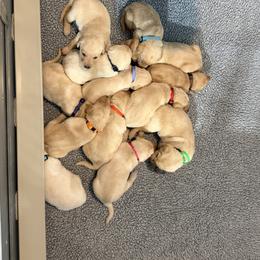 Girl 3 - female Labrador Retriever puppy in Britton, South Dakota from FR Labs