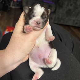 Boy 3 - Liver and white male Shih Tzu puppy in Springfield, Missouri from Lopez Family Tails