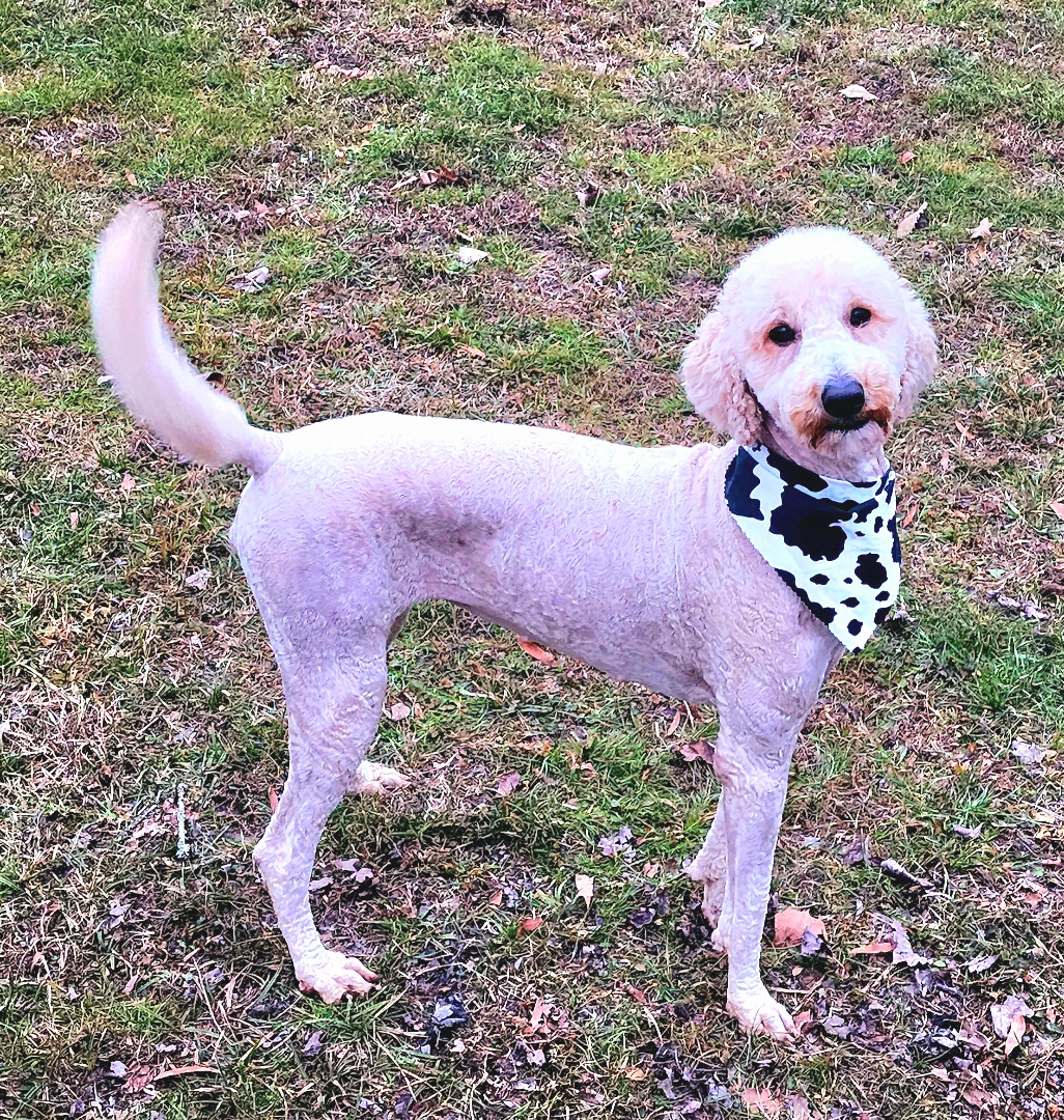 Myrtle - Poodle