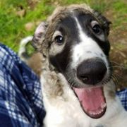 Borzoi Puppies from Hounds of Laureate