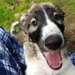 Borzoi Puppies from Hounds of Laureate