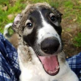 Borzoi Puppies from Hounds of Laureate