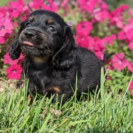 Dachshund Puppies from Iowa Dachshunds