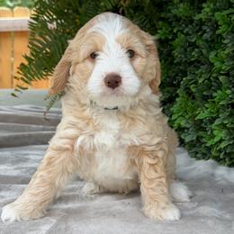 Elkins - Red male Bernedoodle puppy in Colorado Springs, Colorado from Shining Star Doodles