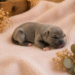 Goldberry - Blue female Great Dane puppy in Citra, Florida from AEW Farm