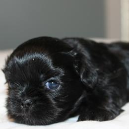 Puperella - Black female Shih Tzu puppy in Hendersonville, Tennessee from Peekaboo Farms