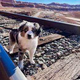 Miniature Australian Shepherd Puppies from Rebel Creek Mini Aussies
