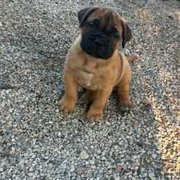 Ruby - Red female Bullmastiff puppy in South Attleboro, Massachusetts from Bessettes Bullies