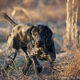 Raven  - German Shorthaired Pointer