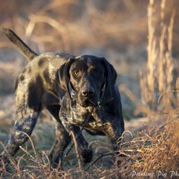Raven  - German Shorthaired Pointer
