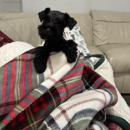 Daisy - Black female Miniature Schnauzer puppy in Orlando, Florida from Dara's Miniature Schnauzers