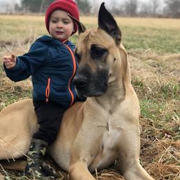 Mowgli - Great Dane