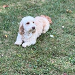 Stetson - Dachshund