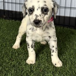 Sprinkle LUA long coat - White and black female Dalmatian puppy in Sedalia, Missouri from Missouri Dalmatians