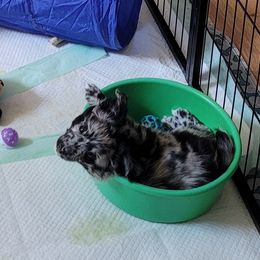 Mudi Puppies from Karinka Mudis