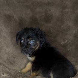 Winchester - Black tri female Miniature Australian Shepherd puppy in Queen Creek, Arizona from Arizona Aussies