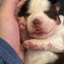 Australian Shepherd, Miniature American Shepherd, and Miniature Australian Shepherd Puppies from Andover Aussies