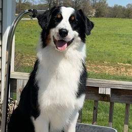 Lotti - Australian Shepherd