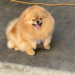 Princess - Pomeranian
