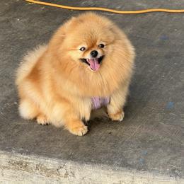 Princess - Pomeranian