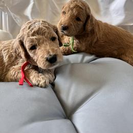 Bernedoodle, Cockapoo, and Goldendoodle Puppies from Avery Doodle Day LLC