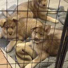 Native American Indian Dog Puppies from Turtle Island NAIDs