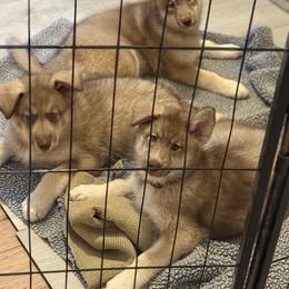 Native American Indian Dog Puppies from Turtle Island NAIDs