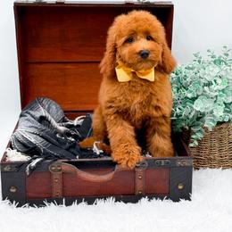 Elsie - Red  female Goldendoodle puppy in North Carolina from NC Doodle Puppies