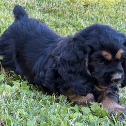 Mason - Black and tan male Cocker Spaniel puppy in Roanoke, West Virginia from Blackberry Farm Cockers