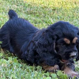 Mason - Black and tan male Cocker Spaniel puppy in Roanoke, West Virginia from Blackberry Farm Cockers