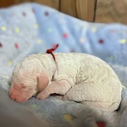 Waco - Cream male Goldendoodle puppy in Pittsburg, Texas from Grace Springs Goldendoodles