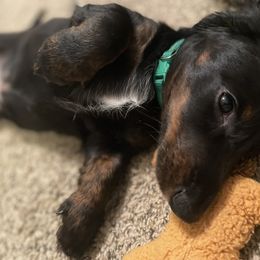 Dachshund Puppies from Meyerhaus (Weenie-Corn Ranch)