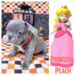 Princess Peach - Blue female French Bulldog puppy in Denver, Colorado from Mecham Family kennels -MechamFrenchies