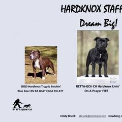 Staffordshire Bull Terrier All Grown Up from Hardknox Staffords
