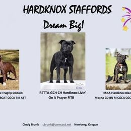 Staffordshire Bull Terrier All Grown Up from Hardknox Staffords
