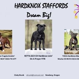 Staffordshire Bull Terrier All Grown Up from Hardknox Staffords